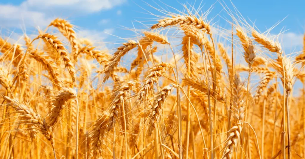 Wheat grain farm image