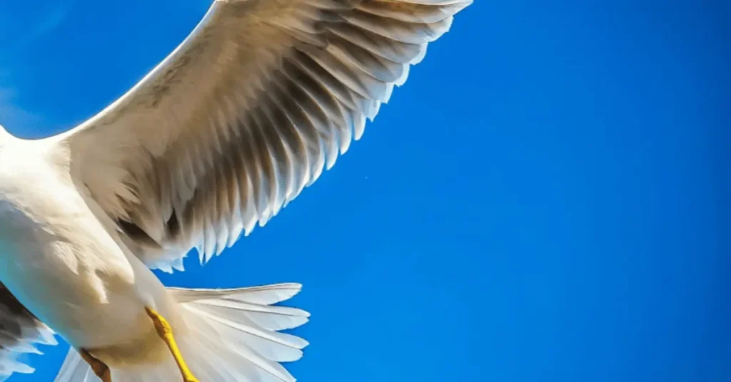 a bird flying on a clear blue sky