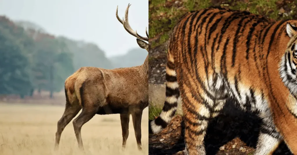 a tiger and a deer